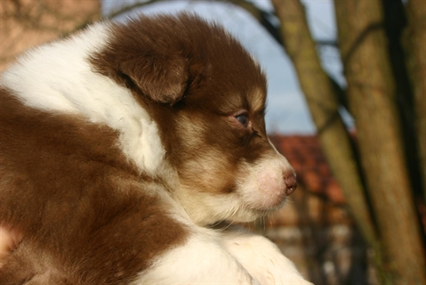 chiot berger australien 74